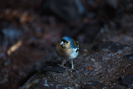 Common chaffinch Fringilla coelebs sitting on a stoneの写真素材