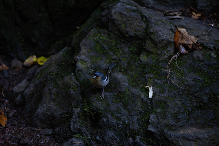 Common chaffinch Fringilla coelebs sitting on a stoneの写真素材