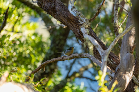 Spring songbird chaffinch sitting on a branchの写真素材