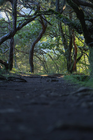 Exploring Natures Beauty in the Woodlandの写真素材