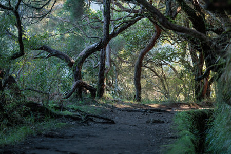 Exploring Natures Beauty in the Woodlandの写真素材