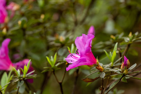 Enchanting Pink Rhododendron Simsii Bloomの写真素材