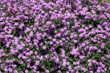 Pink lantana flowers, close up. Flowering Lantana Plant. Beautiful small pink flowers in gardenの写真素材