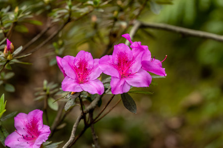Delicate Pink Rhododendron Simsii Blossomの写真素材