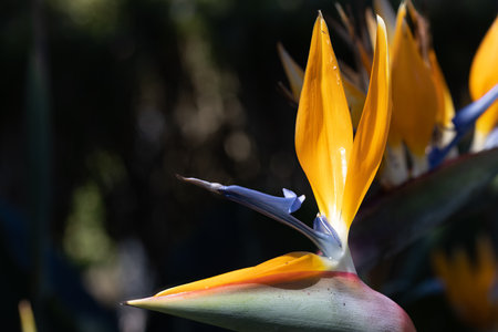 Close-up at beautiful Bird of Paradise flower.の写真素材