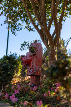 Red Fire Hydrant sites in flowersの写真素材