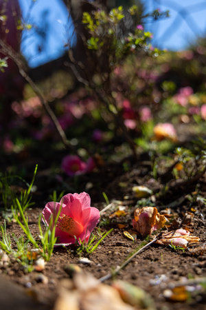 A purple flower is lying in the dirt in front of a bushの写真素材
