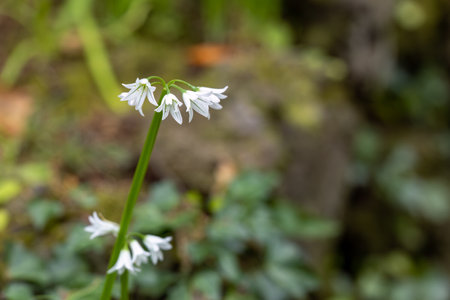 Closeup of white garlic flowers blooming on a stem in a natural outdoor settingの写真素材