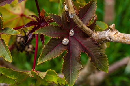 Closeup of snails on a leaf, surrounded by lush green foliageの写真素材