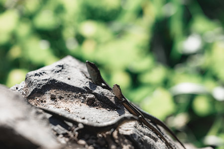 Closeup of a lizard on a stoneの写真素材