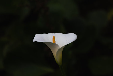 Zantedeschia aethiopica, commonly known as calla lily and arum lily.の写真素材