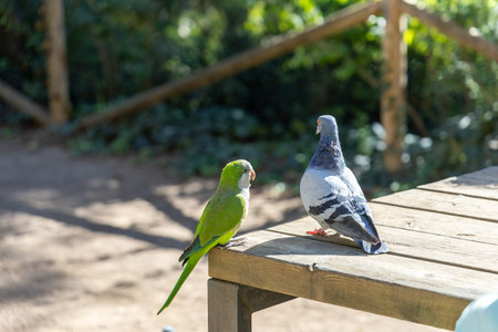 Monk parakeet with a rock pigeon perched on a wooden outdoor benchの写真素材