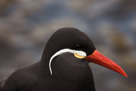 Close-Up Portrait of a Black Inca Tern With a Distinctive Red Beak and White Mustacheの写真素材