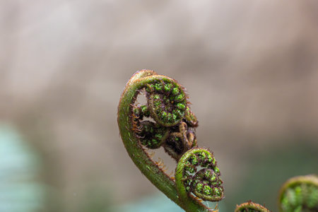 A green leaf with a spiral shapeの写真素材