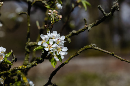 A tree branch with white flowers on itの写真素材