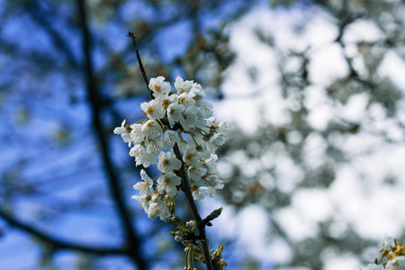 A tree branch with white flowers is in front of a blue skyの写真素材