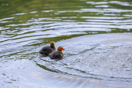 Two baby coots swimming in a pondの写真素材