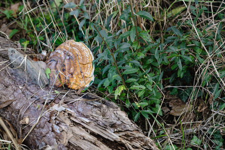 A large mushroom is sitting on a log in a field