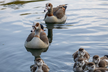 Geese Family Swimming in Calm Waterの写真素材