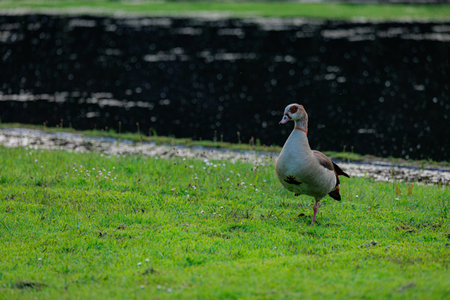 A goose is standing in a grassy fieldの写真素材