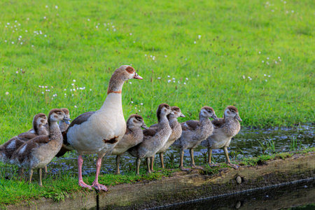 Mother Goose and Goslings by the Waterの写真素材