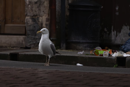 A seagull is standing on a sidewalk near a trash canの写真素材