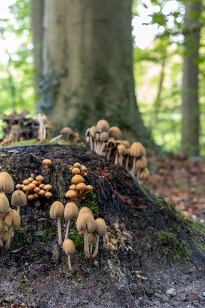 A cluster of mushrooms is growing on a tree stumpの写真素材