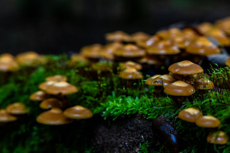 A close up of a bunch of mushrooms on a mossy logの写真素材