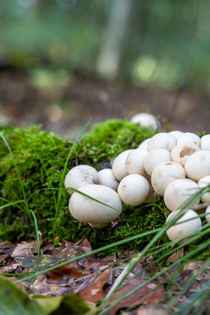 A bunch of white mushrooms are growing on a mossy logの写真素材