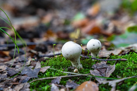 Two white mushrooms are growing on a mossy patch of groundの写真素材