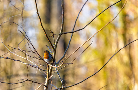 Vibrant Robin Perched on Bare Branch in Autumn Glowの写真素材