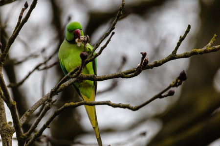 A green parrot is perched on a branch, eating a berryの写真素材