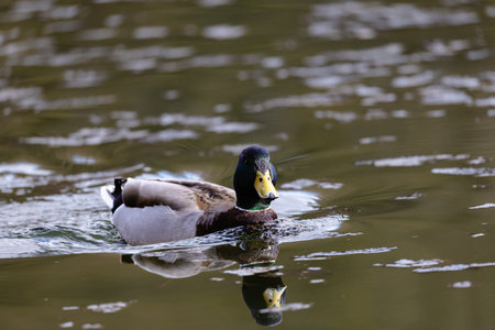 A duck is swimming in a pondの写真素材