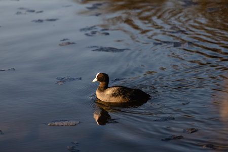 Elegant Coot Gliding Across a Tranquil Pondの写真素材