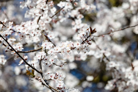 A tree with white flowers is in the foregroundの写真素材