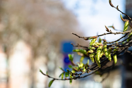 Branch with Buds Ready to Bloomの写真素材