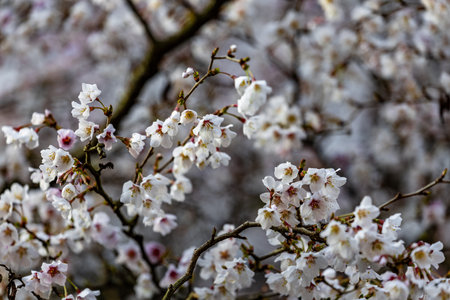 Fresh Magnolia Buds Unfurlingの写真素材