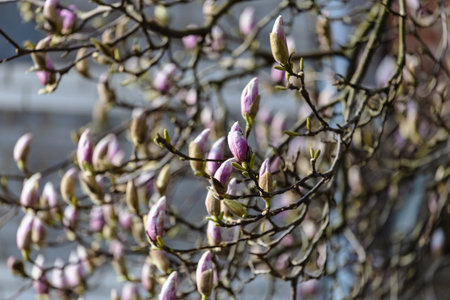 A tree with pink flowers blooming on its branchesの写真素材