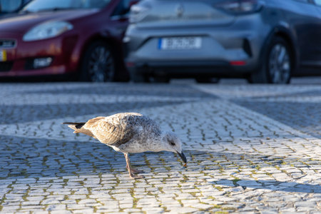 Urban Seagull Pecking on Sunlit Cobblestone Street Near Parked Carsの写真素材