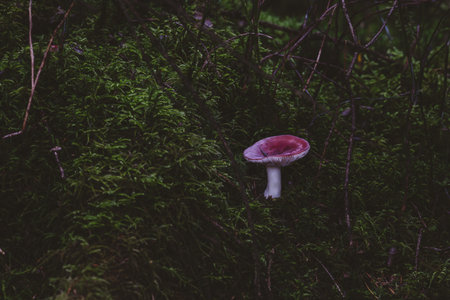 Solitary red mushroom emerging from deep green moss in dark forest understoryの写真素材