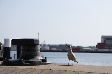 Seagull Standing Near Harbor Bollard with City Skyline in Backgroundの写真素材