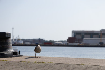 Seagull Standing Alone on Sunny Waterfront Promenade Industrial Backgroundの写真素材