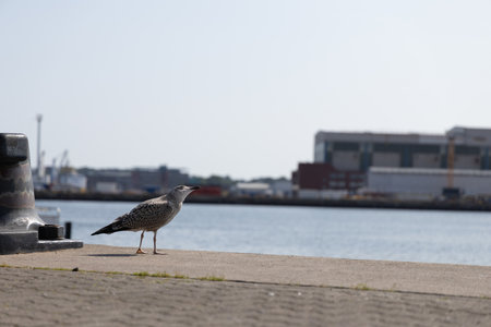 Seagull Standing Alone on Sunlit Harbor Waterfront Near Industrial Docksの写真素材