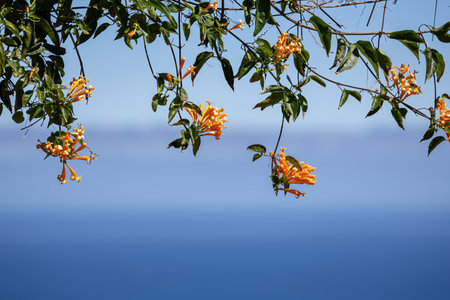A bunch of pyrostegia flowers on branches with the ocean in the background.の写真素材