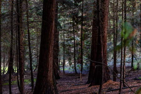 Serene Woodland Scene with Towering Trees and Soft Sunlight Filter