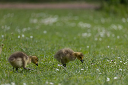 Goslings Grazing in Meadow