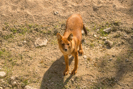 Asiatic wild dog  Dhole の写真素材