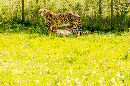 Cheetahsの写真素材
