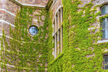 Green ecological window