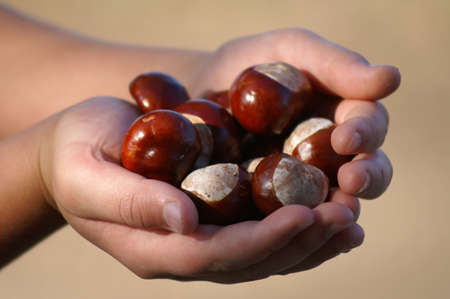 Chestnutの写真素材